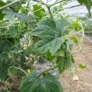 김종덕농장 이미지