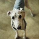 오마이독(oh my dog) 이미지