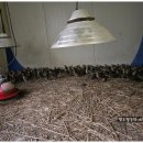 자자 농장 이미지