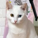 대야초등학교 이미지