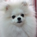 개바라기 이미지