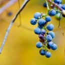 산머루 Daum카페