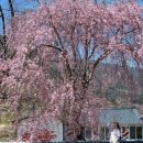 병곡 | 거창 병곡마을 수양벚꽃 후기｜개화상태·주소·주차·촬영 팁까지 솔직정리