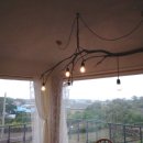 나른한 당근 이미지