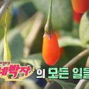 솔뫼길 | 6시내고향 청양 구기자, 밥상원정대 네박자 오용재 농민 구기자 - 신인선 밥굽남 구기자 탕수육
