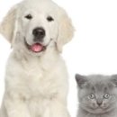 천안모아동물병원 이미지