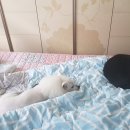 잠보나이트 이미지
