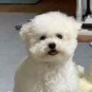 힐링펫샵 이미지