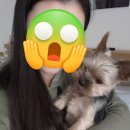 심스헤어 이미지