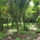 강인한농장 이미지