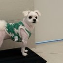 선부중앙동물의료센터 이미지