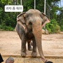 사파리 이미지