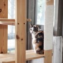 고양이 별 이미지