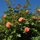 산천초목 이미지