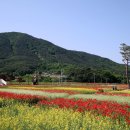 북천꽃단지 이미지