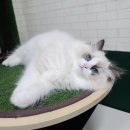 폴캐터리 네이버블로그