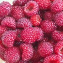 산딸기목장 이미지