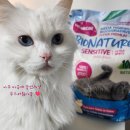 순수바이오 연구소 | 갸르릉연구소 브라질산 100% 카사바모래 기둥 안생겨요