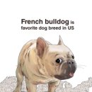 DOG IN US 이미지