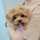 멍보드레 이미지