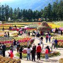 인제 가을꽃축제 ‘인제에서 꽃길만 걷자’ 22일 개막 이미지
