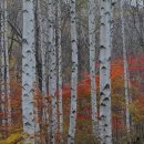 자작나무 이미지