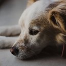 강아지집 이미지