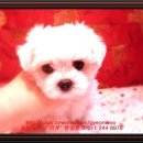 강아지클럽 이미지