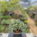 기러기산초 이미지