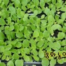 강화농약종묘사 이미지