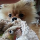 우리집코코 이미지