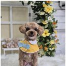 우리동네펫샵 이미지