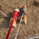 니즈더펫 이미지