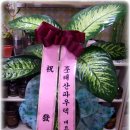 고령꽃집 이미지