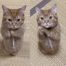 바른 고양이