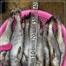 금갈치은고등어 이미지