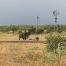 성체 코끼리에게 달려드는 새끼 버팔로의 패기에 놀란 어미 버팔로 이미지