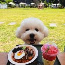 카페어디 | 입짧은햇님 파주 애견카페 어디? 직접 서빙 목격담에 음식 맛집 후기까지