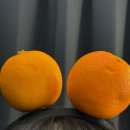 우진카서비스 | 제주 당일치기 제주현대렌트카 우진해장국 제주미피 한정판 동문시장 조천시 귤체험 제주아꼼이네 제주...