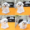 이브애견샵 이미지