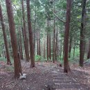 장복산 편백나무숲 이미지