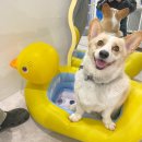 더, 빛나개 이미지