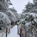 김밥천냥 | 한라산 둘레길 및 윗세오름(2025.11.18~23)5박6일