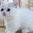 강남고양이 분양 히어로펫 네이버블로그