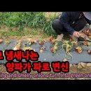 썩고 냄새나는 양파가 대파로 변신시키는 방법 rotting and smelly onions turn into green onions. 이미지