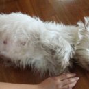 배불뚝이 이미지