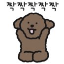 개만세 유치원(대형견) 이미지