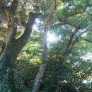무궁화로_2 네이버블로그