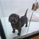 오독안심분양센터 강아지분양 고양이분양 광주점 | 광주애견분양, 오독안심분양센터에서 강아지 입양한 후기