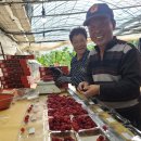 장성수 농장 | 풀 이슬처럼 신선한 웰빙 과일, 김해 ‘산딸기’